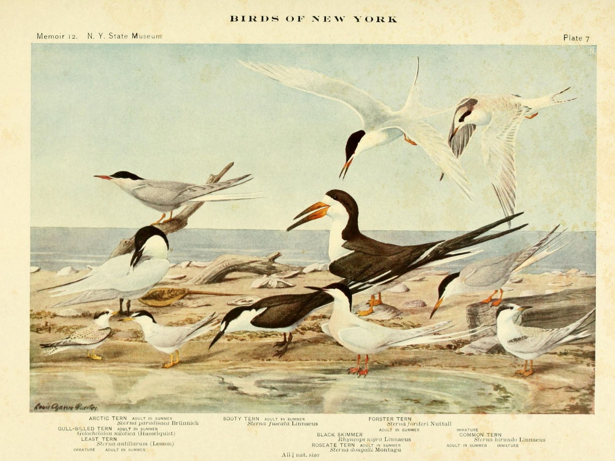 Birds of NY 1914 Terns 1 Canvas Art - LA Fuertes (18 x 24)