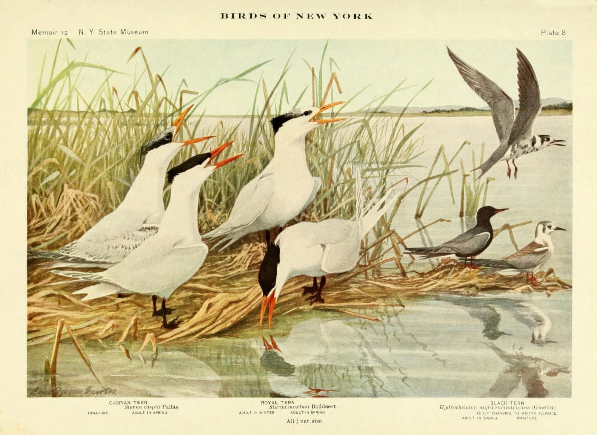 Birds of NY 1914 Terns 2 Canvas Art - LA Fuertes (18 x 24)