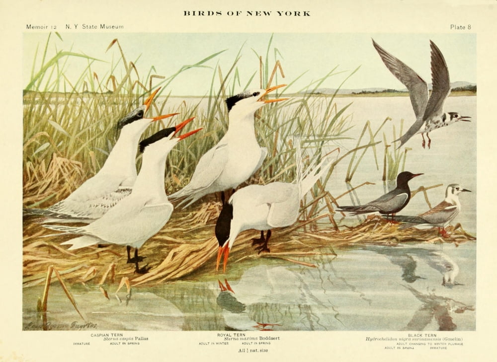Birds of NY 1914 Terns 2 Canvas Art - LA Fuertes (24 x 36)