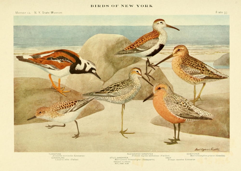 Birds of NY 1914 Turnstone et al Canvas Art - LA Fuertes (18 x 24)