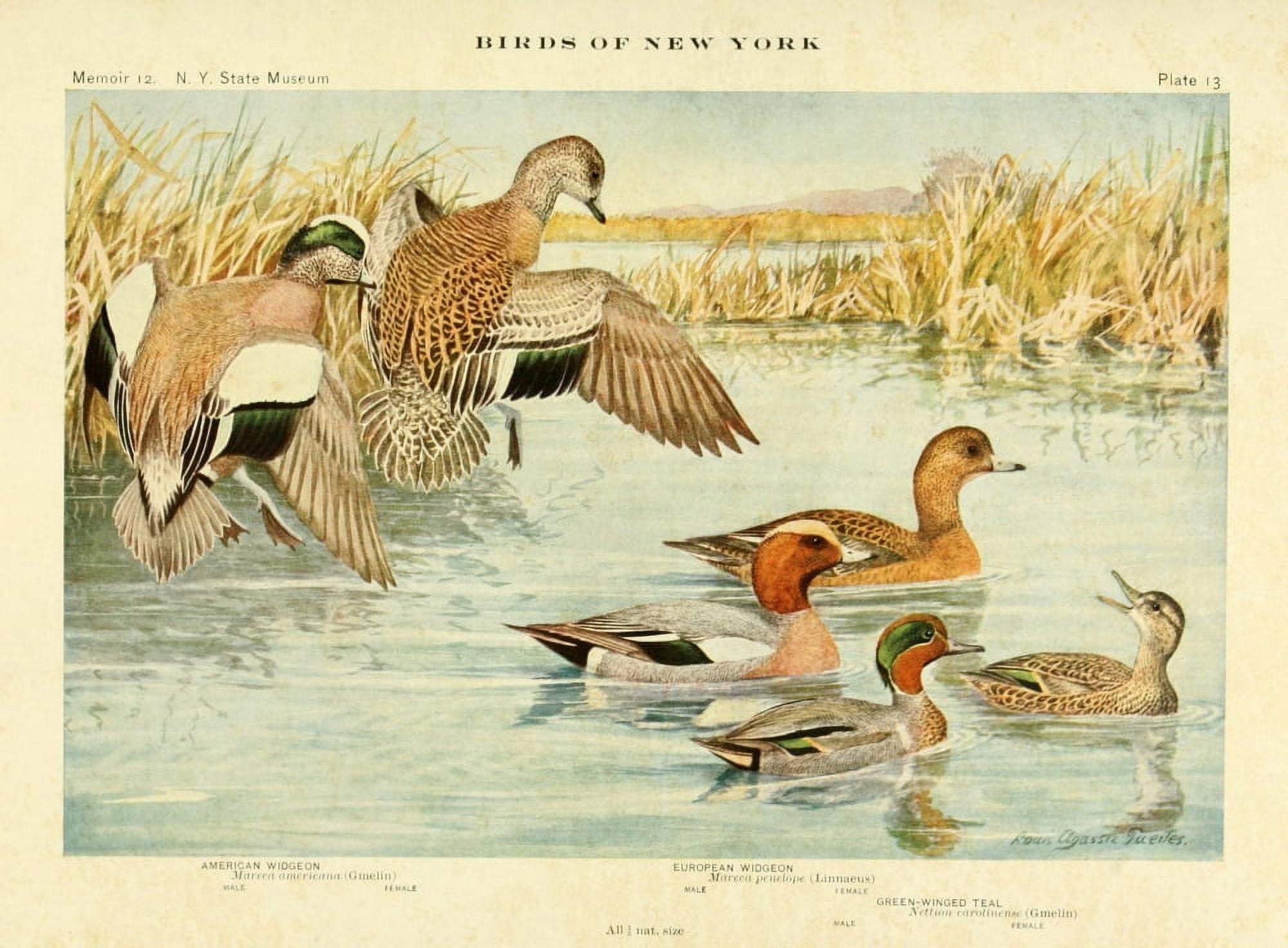Birds of NY 1914 Widgeons Canvas Art - LA Fuertes (18 x 24)