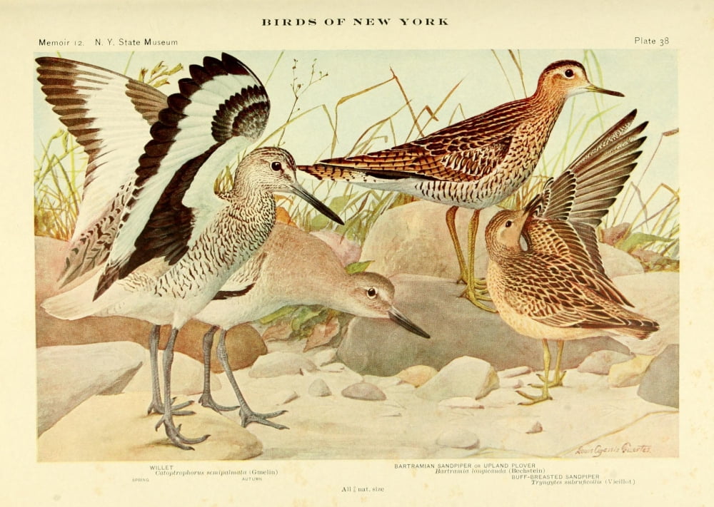 Birds of NY 1914 Willet Canvas Art - LA Fuertes (18 x 24)