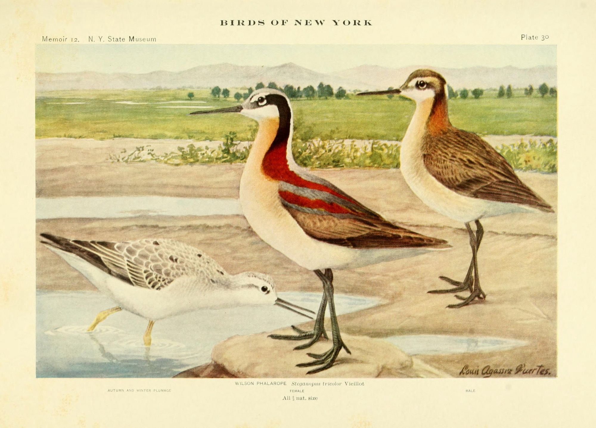 Birds of NY 1914 Wilson Phalarope Canvas Art - LA Fuertes (24 x 36)
