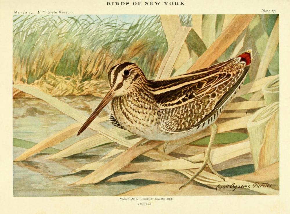 Birds of NY 1914 Wilson Snipe Canvas Art - LA Fuertes (24 x 36)