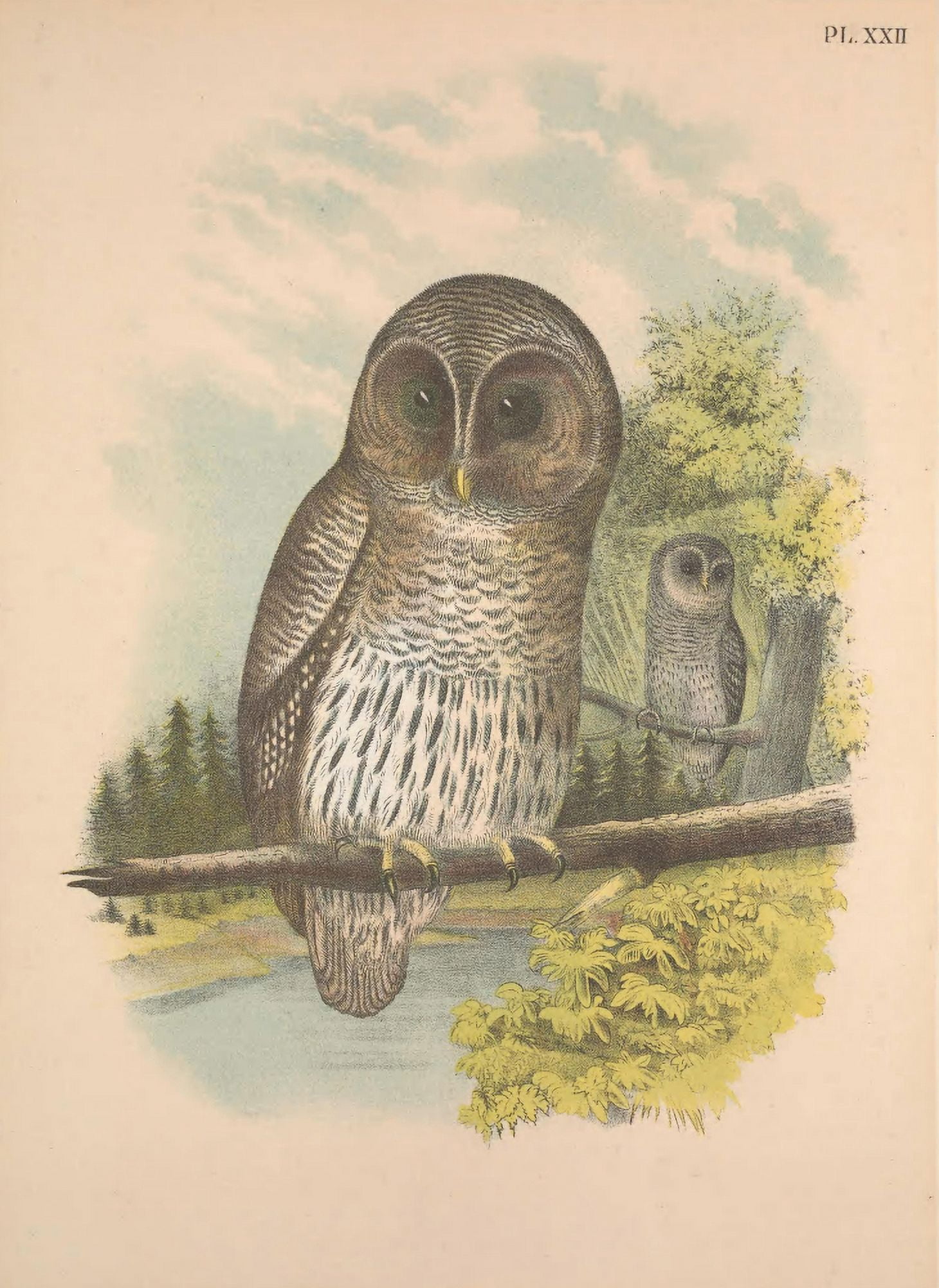 Birds of North America 1895 Barred Owl Canvas Art - T Jasper (24 x 36)