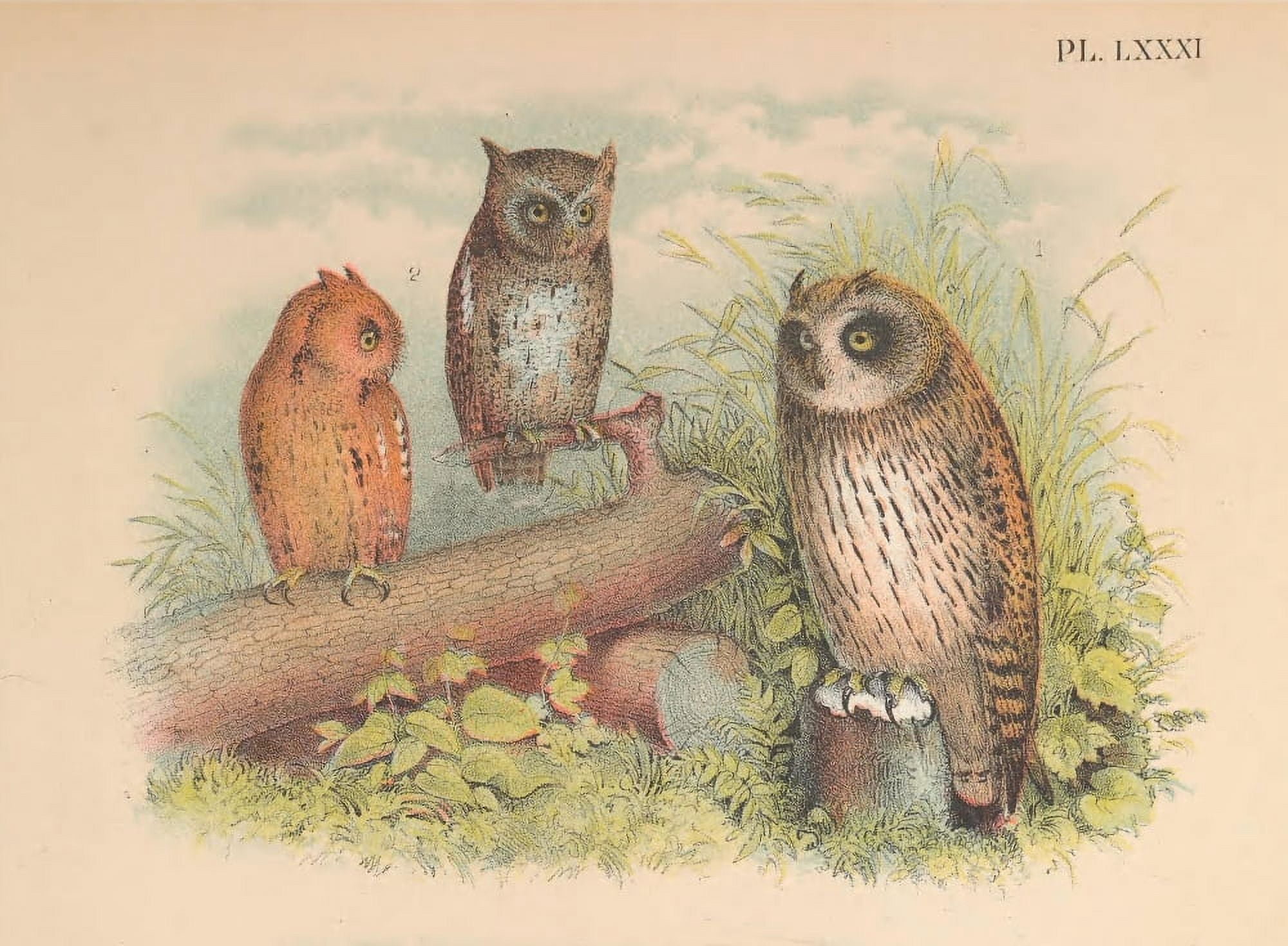 Birds of North America 1895 Owls Canvas Art - T Jasper (24 x 36)