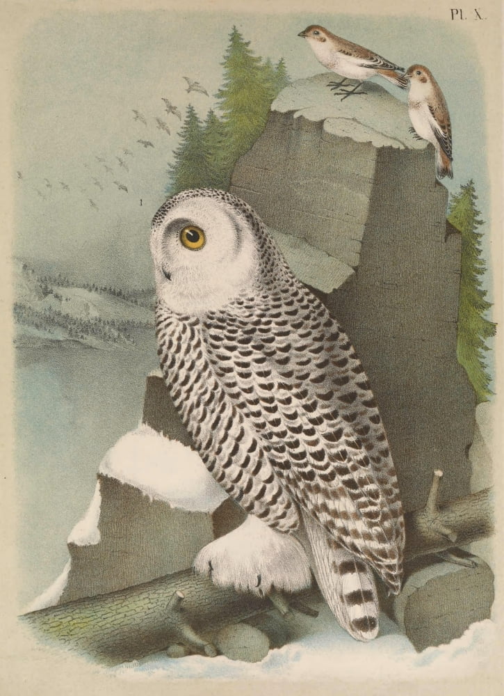 Birds of North America 1895 Snow Owl Canvas Art - T Jasper (18 x 24)