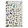 thumbnail image 1 of Birds of North America - Northeast Region Bird Poster - Educational Bird Chart, 1 of 4