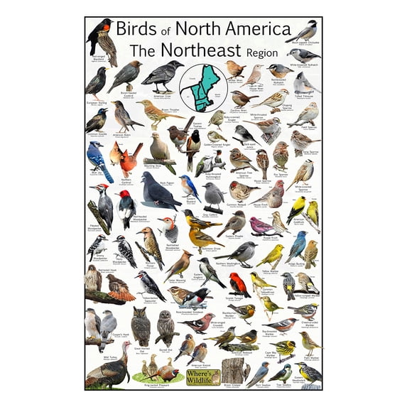 Birds of North America - Northeast Region Bird Poster - Educational Bird Chart