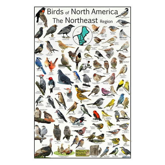 Birds of North America - Northeast Region Bird Poster - Educational Bird Chart