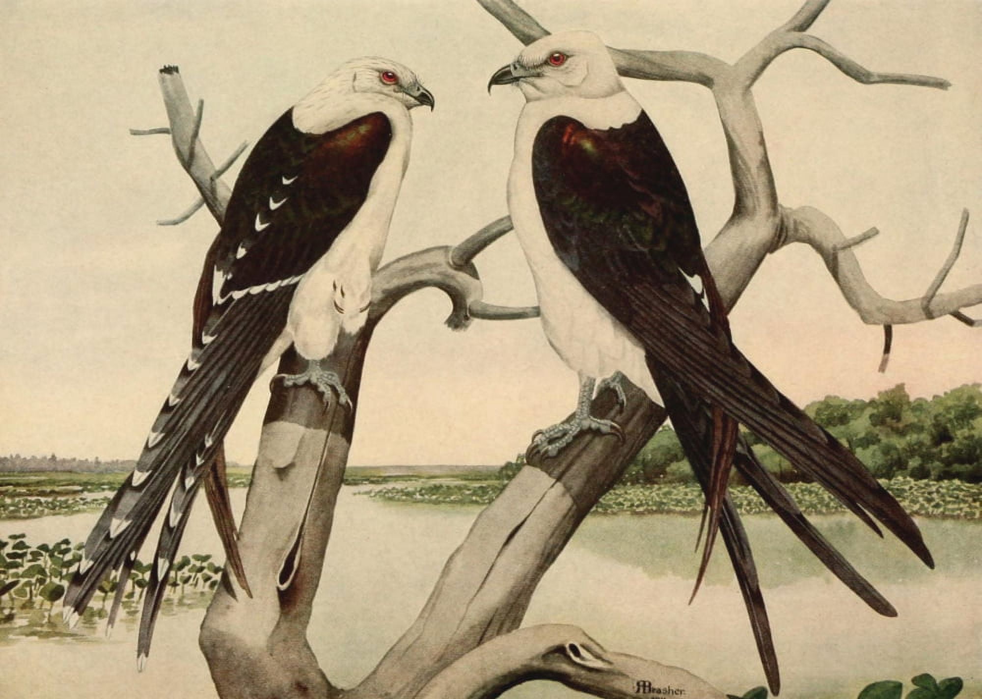Birds of North Carolina 1919 Swallow-tailed Kite Canvas Art - Rex Brasher (18 x 24)