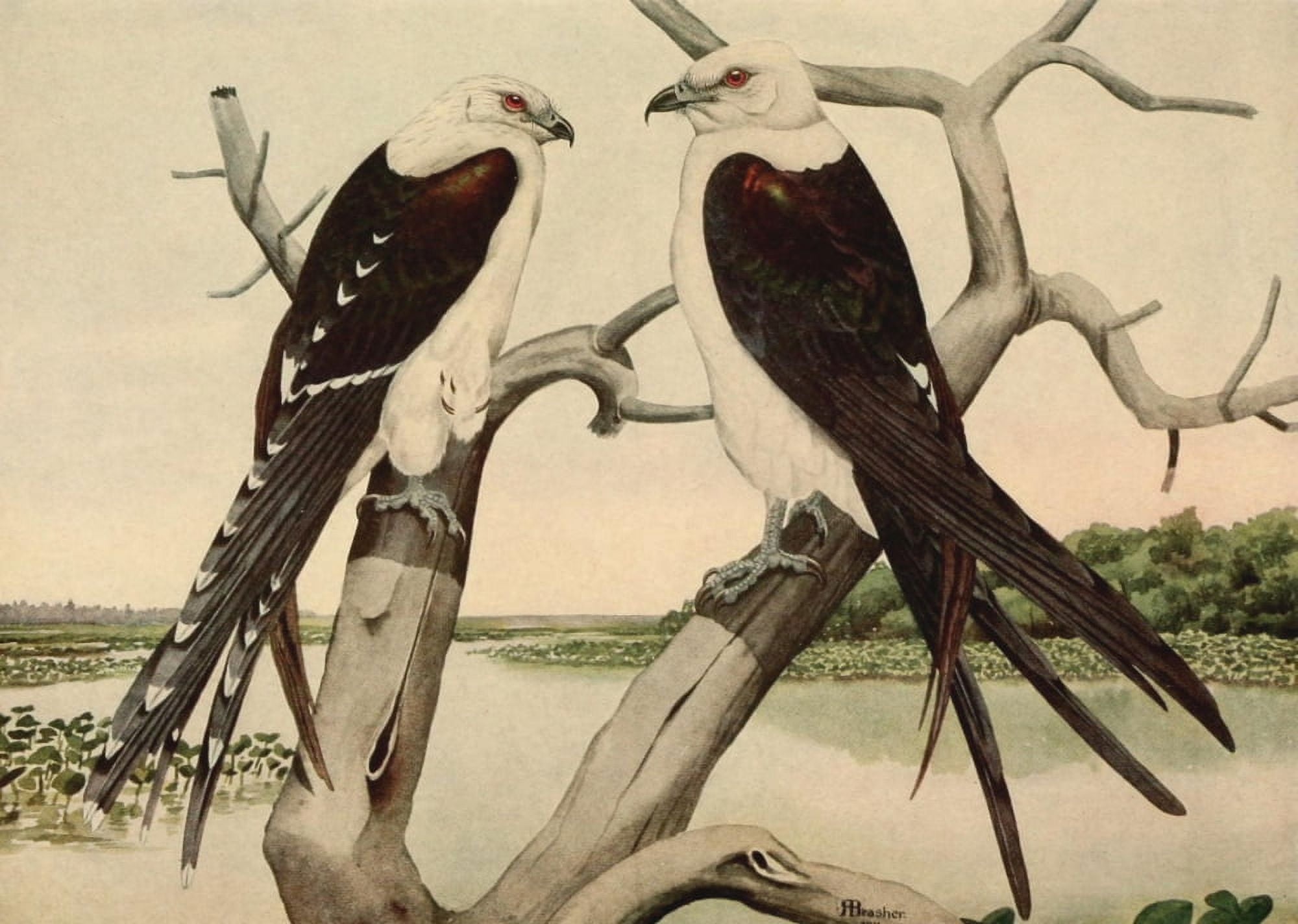 Birds of North Carolina 1919 Swallow-tailed Kite Canvas Art - Rex Brasher (24 x 36)