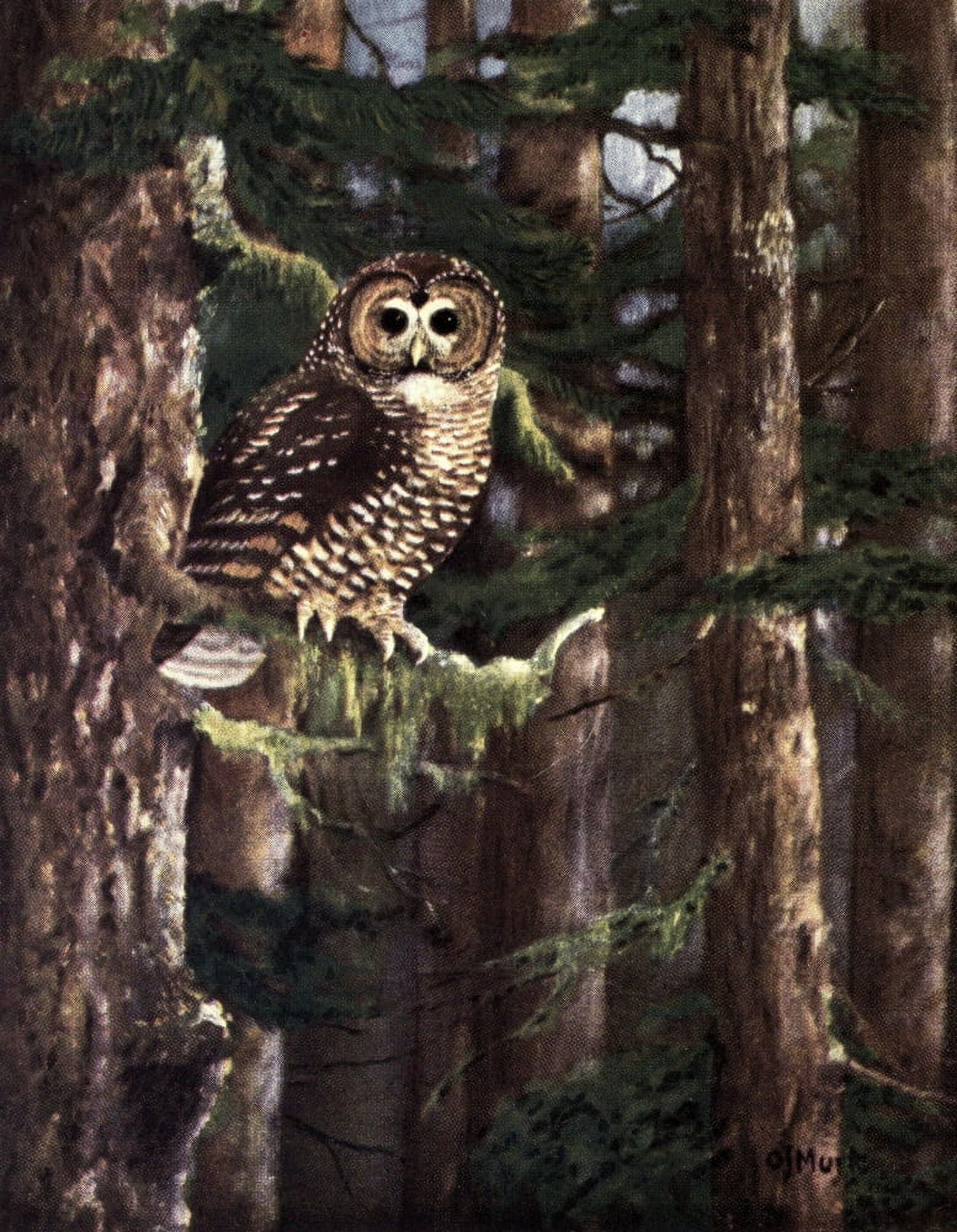 Birds of Oregon 1940 Northern Spotted Owl Canvas Art - Olaus J Murie (18 x 24)