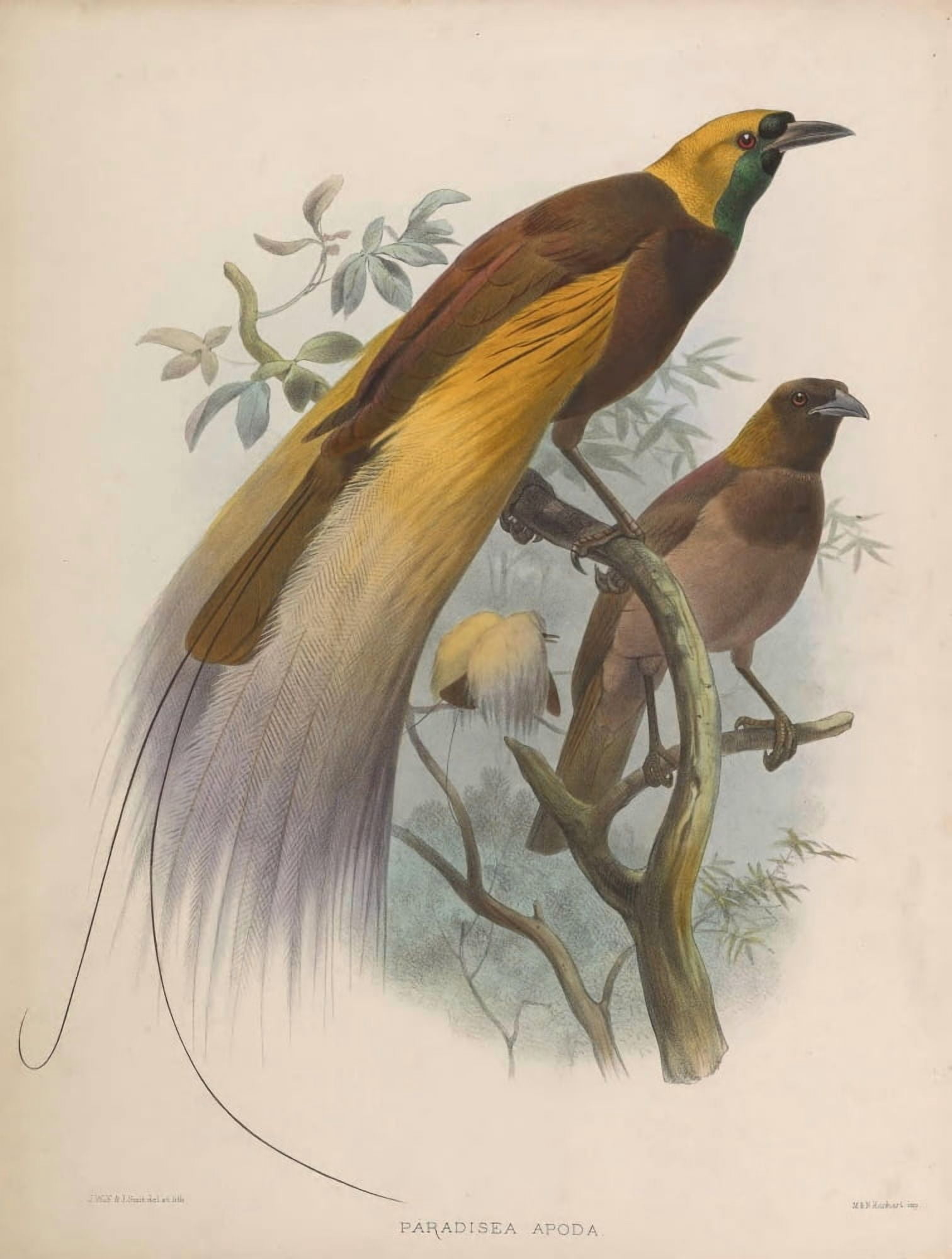 Birds of Paradise 1873 Great Bird of Paradise Canvas Art - J Wolf (18 x 24)