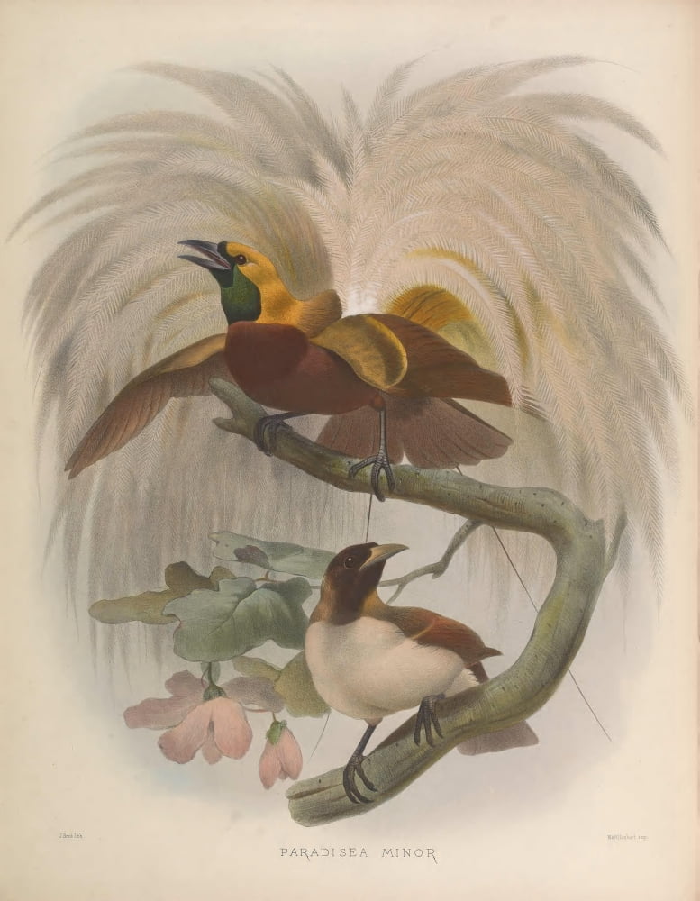 Birds of Paradise 1873 Lesser BoP Canvas Art - J Smit (24 x 36)