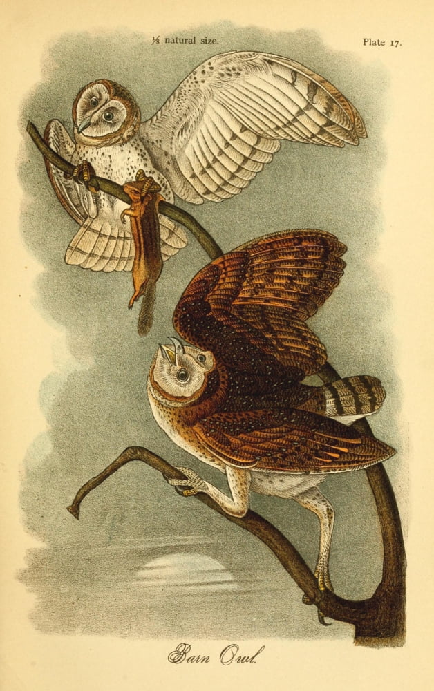 Birds of Pennsylvania 1888 Barn Owl Canvas Art - Unknown (24 x 36)