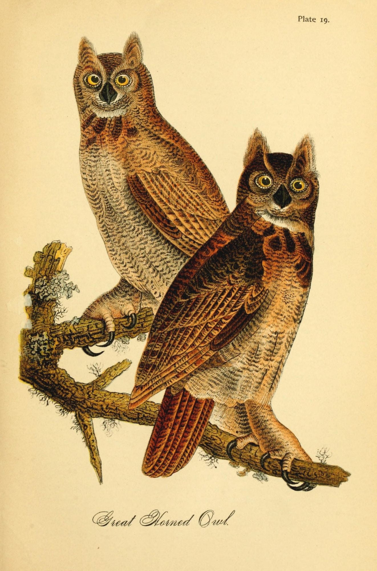 Birds of Pennsylvania 1888 Great Horned Owl Canvas Art - Unknown (18 x 24)