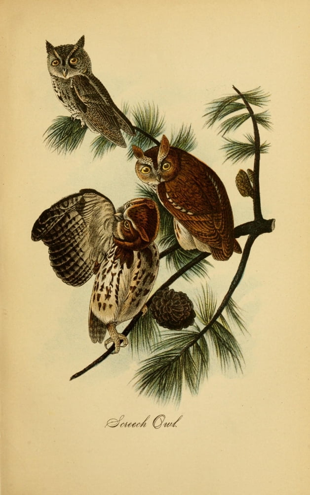 Birds of Pennsylvania 1888 Screech Owl Canvas Art - Unknown (18 x 24)