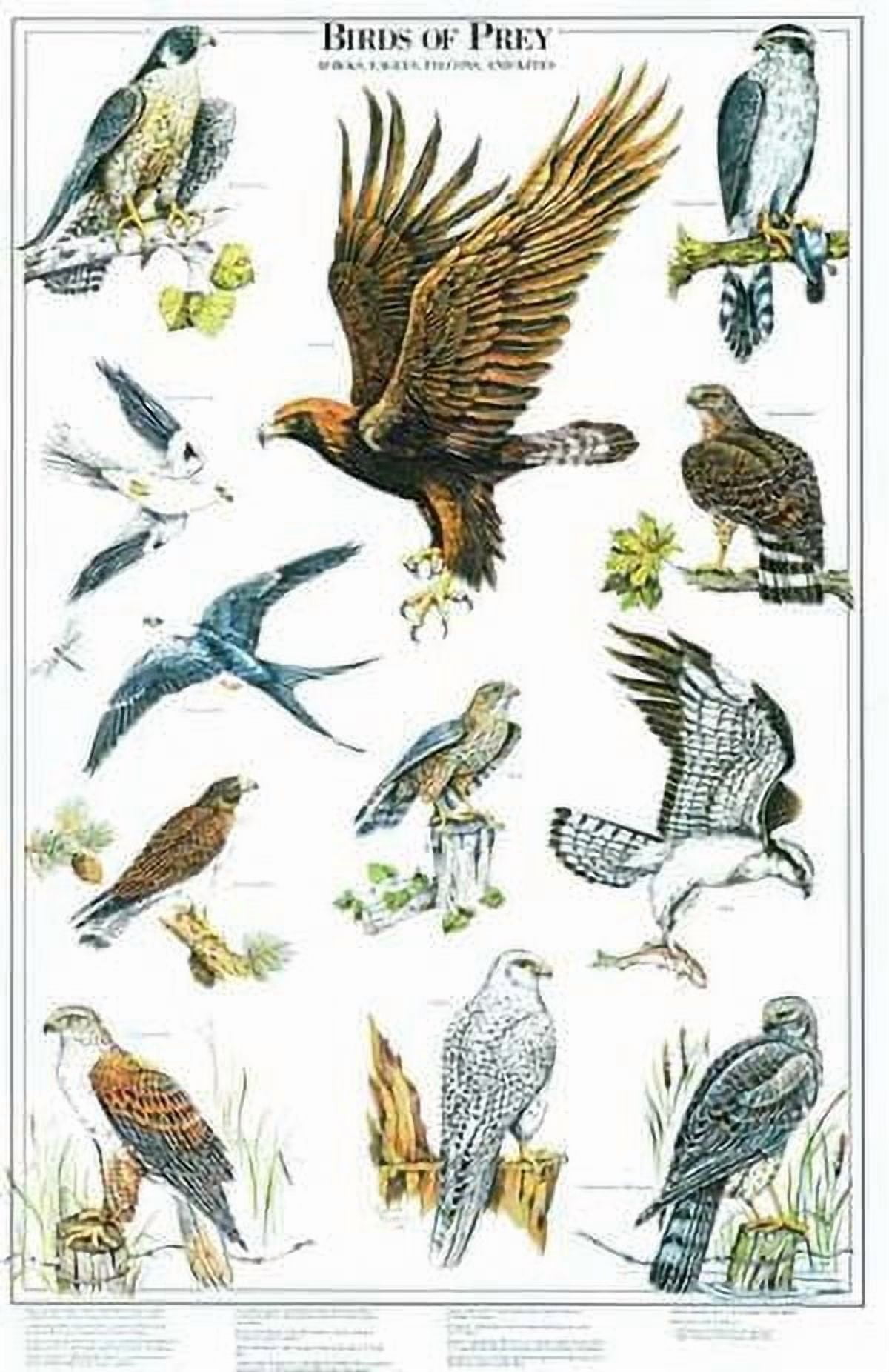 birds-of-prey-poster-vol-2-eagles-and-hawks-identification-chart