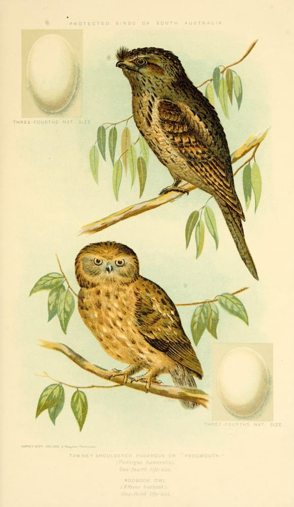 Birds of South Australia 1910 Owls Canvas Art - C Wall (24 x 36)