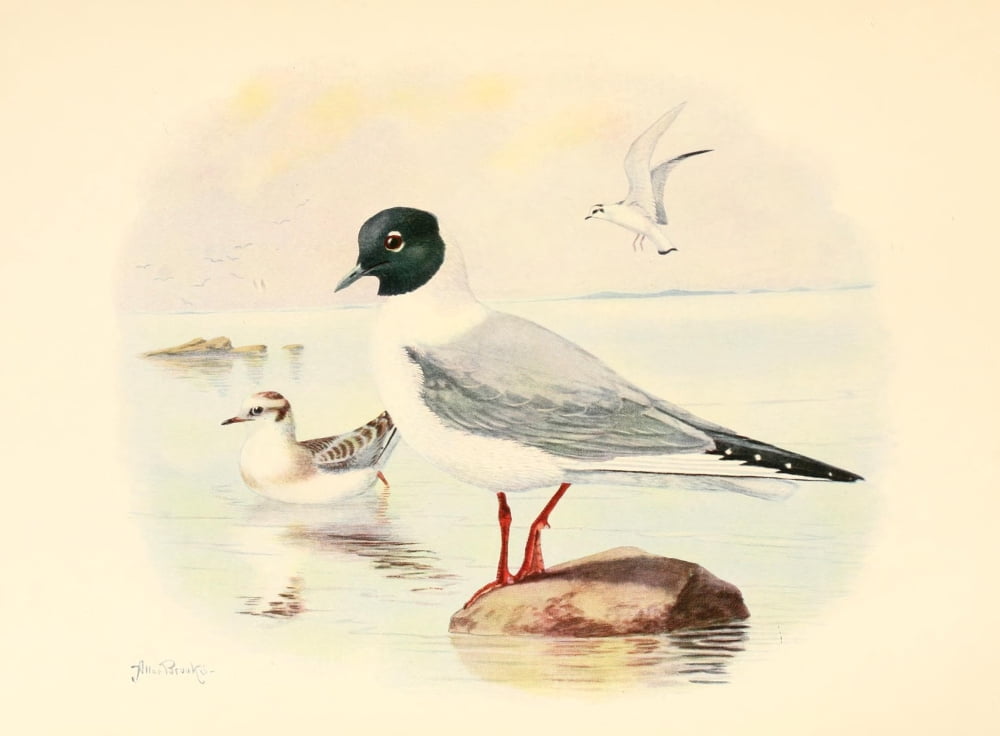 Birds of Washington 1909 Bonapartes Gull Canvas Art - A Brooks (24 x 36)