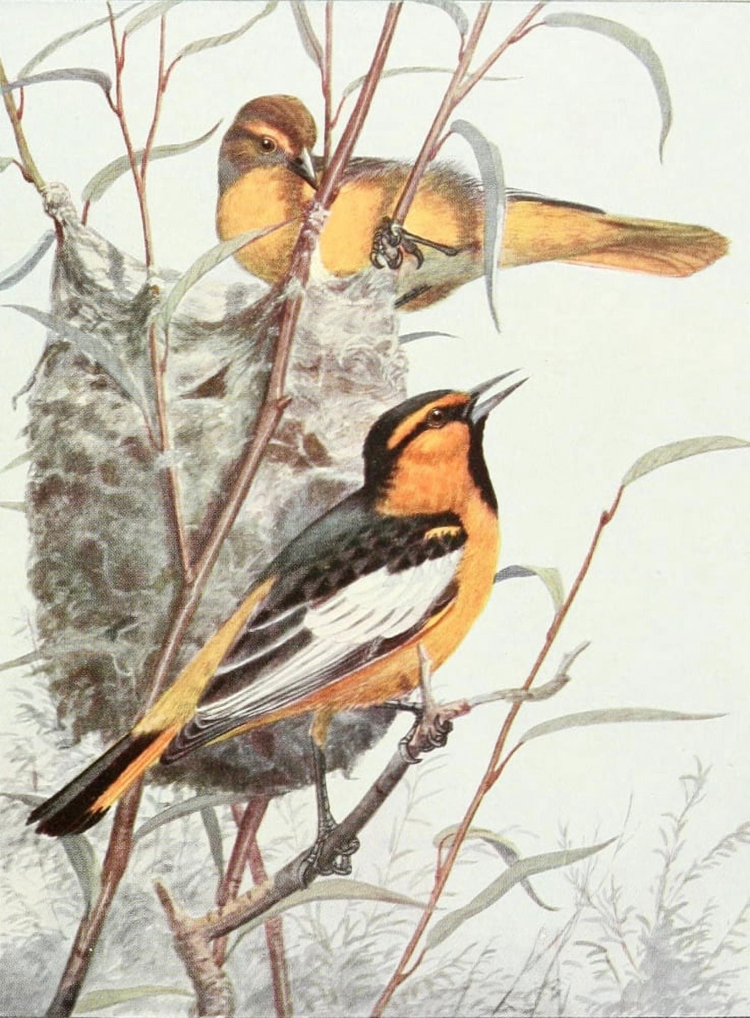 Birds of Washington 1909 Bullock Orioles Canvas Art - A Brooks (18 x 24)