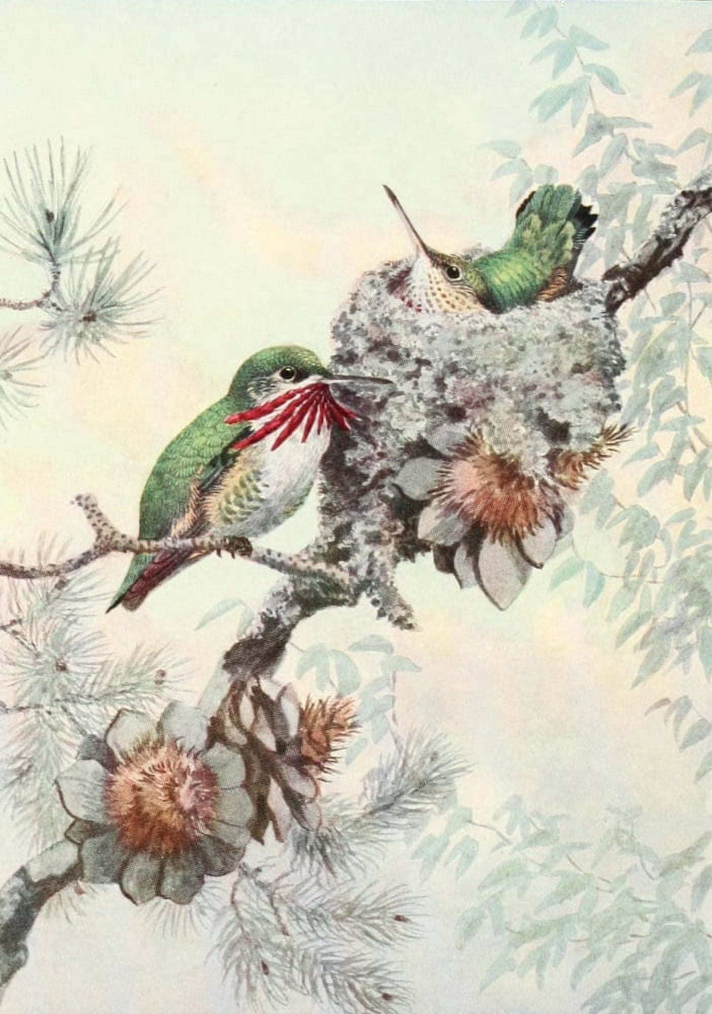Birds of Washington 1909 Calliope Hummers Canvas Art - A Brooks (24 x 36)