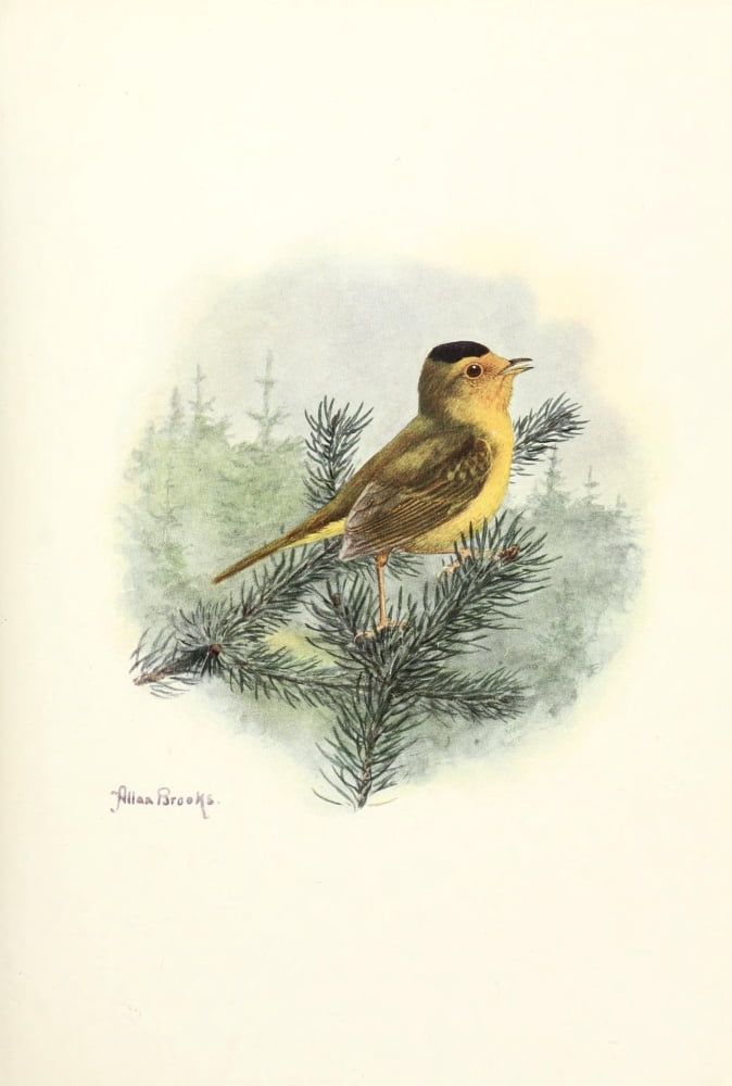 Birds of Washington 1909 Golden Warbler Canvas Art - A Brooks (24 x 36)