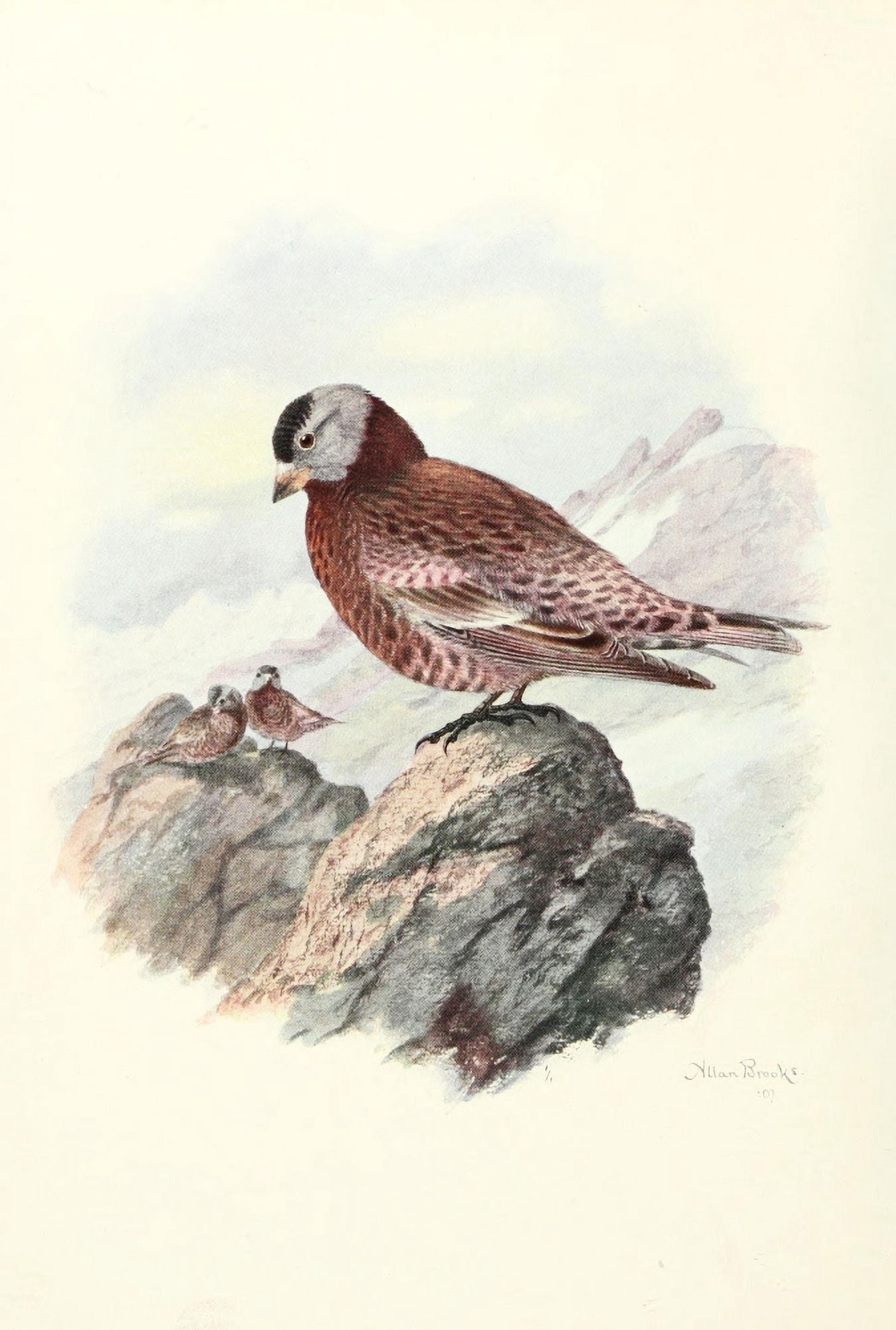 Birds of Washington 1909 Hepburns Leucosticte Canvas Art - A Brooks (24 x 36)