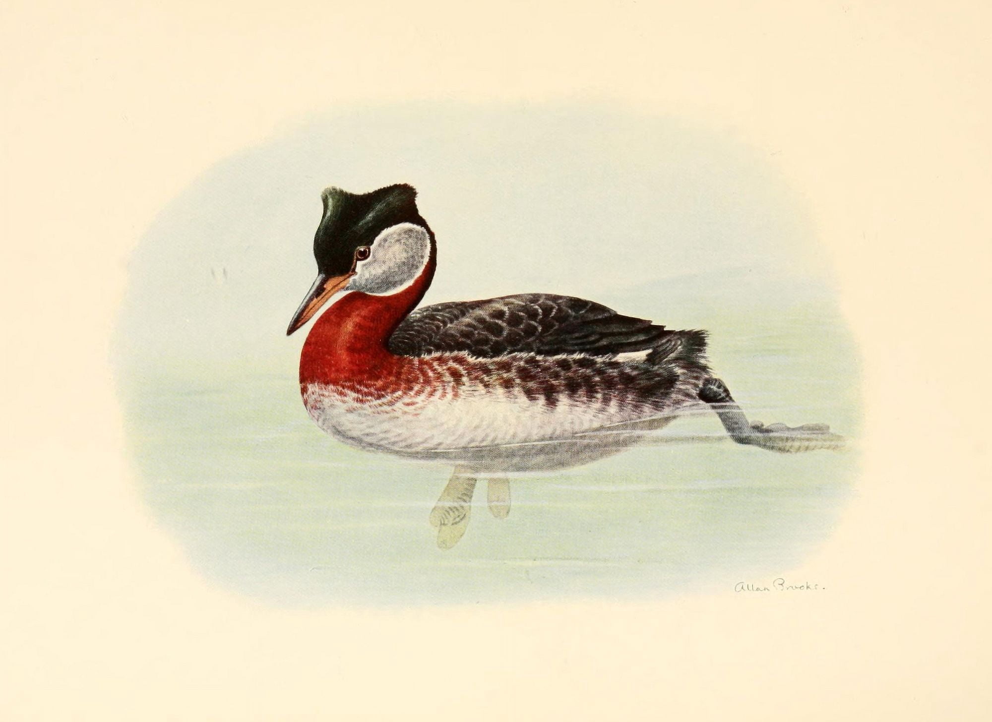 Birds of Washington 1909 Holboells Grebe Canvas Art - A Brooks (18 x 24)