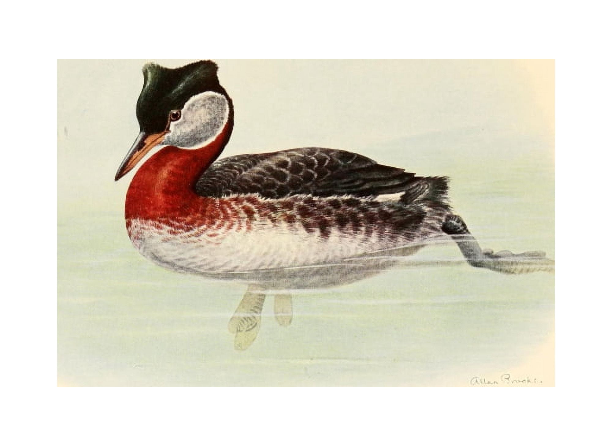 Birds of Washington 1909 Holboells Grebe Canvas Art - A Brooks (24 x 36)