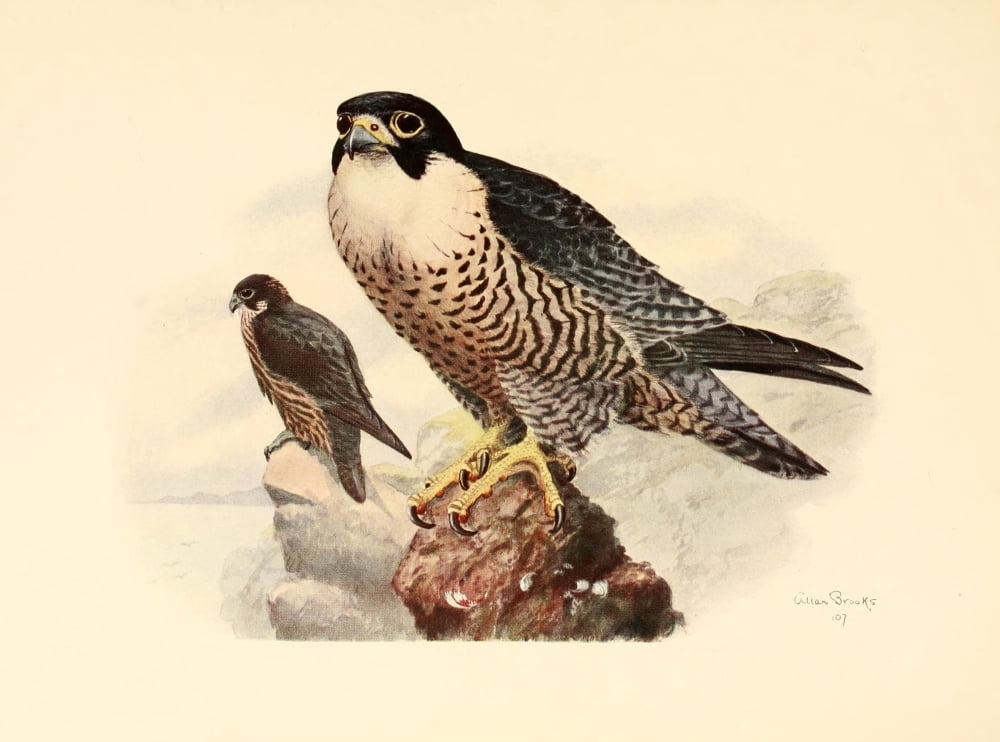 Birds of Washington 1909 Peregrine Falcon Canvas Art - A Brooks (24 x 36)