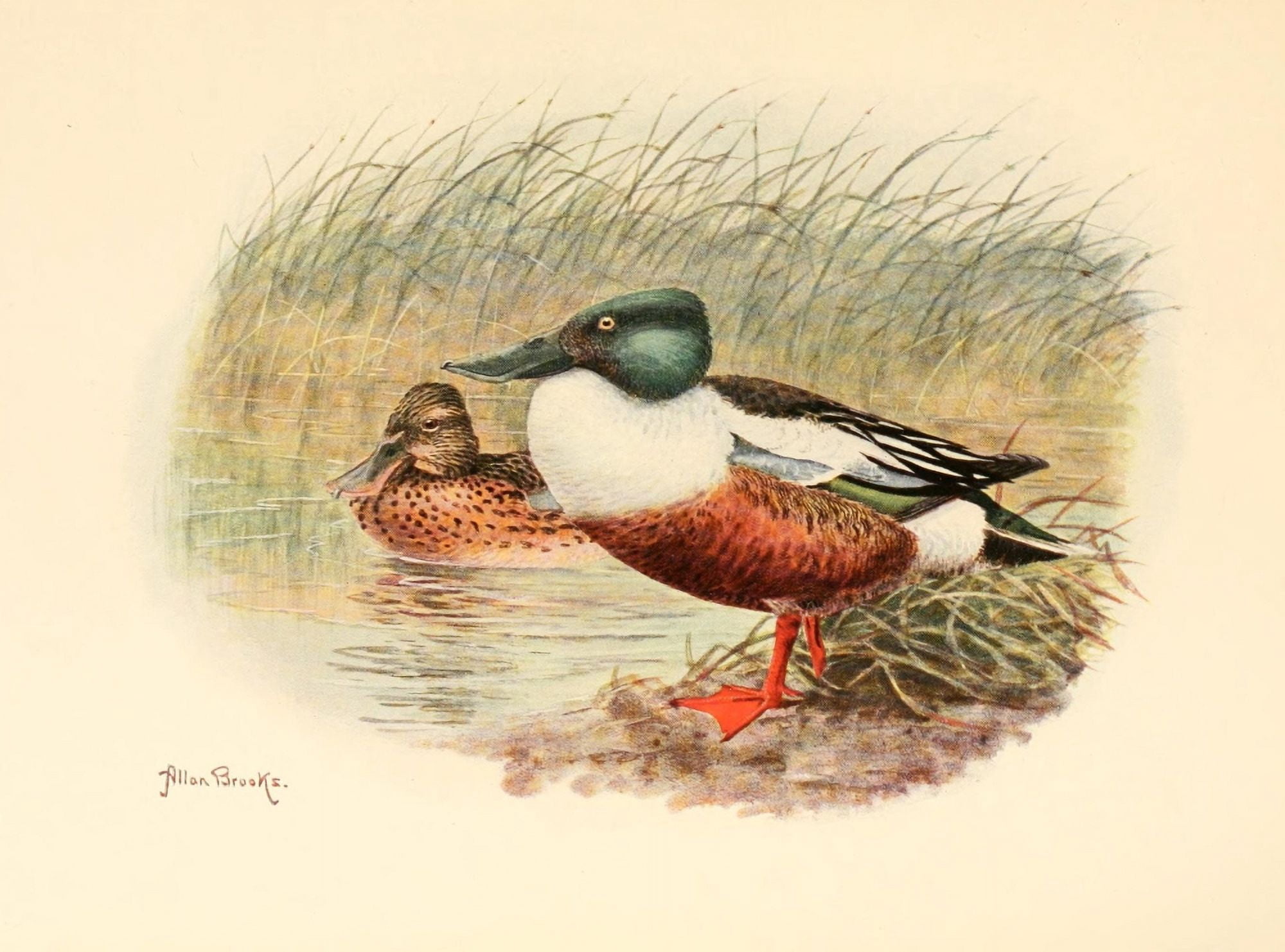 Birds of Washington 1909 Shovellers Canvas Art - A Brooks (24 x 36)
