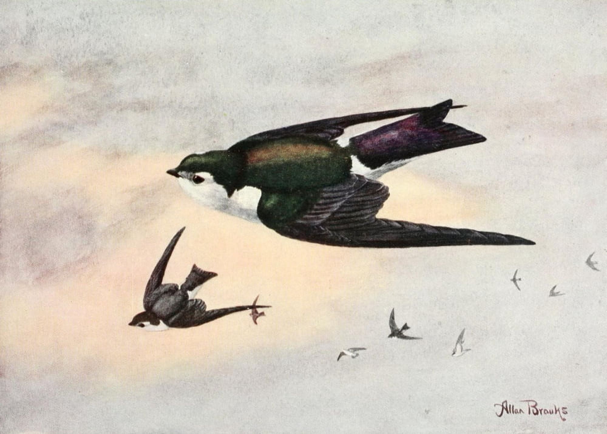 Birds of Washington 1909 Violet-green Swallow Canvas Art - A Brooks (18 x 24)