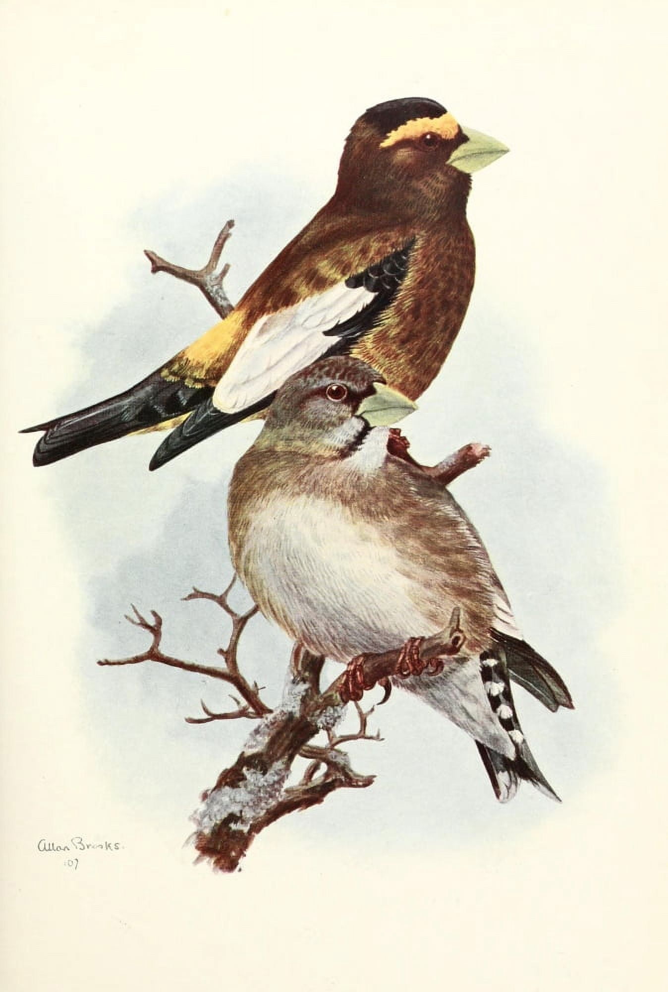 Birds of Washington 1909 W Evening Grosbeaks Canvas Art - A Brooks (24 x 36)