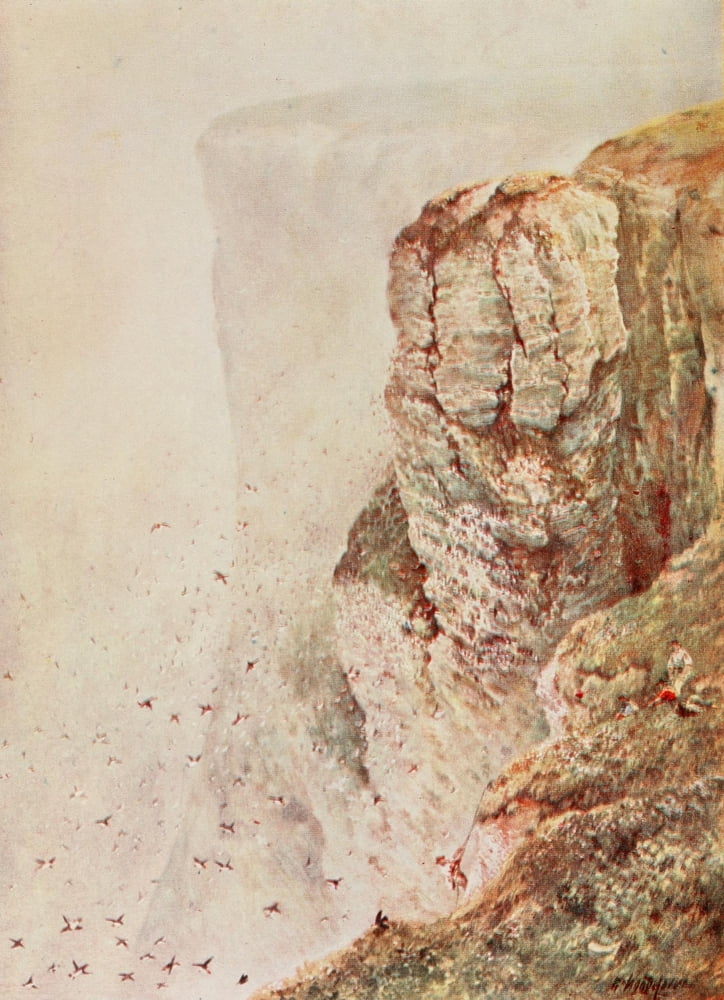Birds of Yorkshire 1907 Misty morning Bempton cliffs Canvas Art - William Woodhouse (24 x 36)