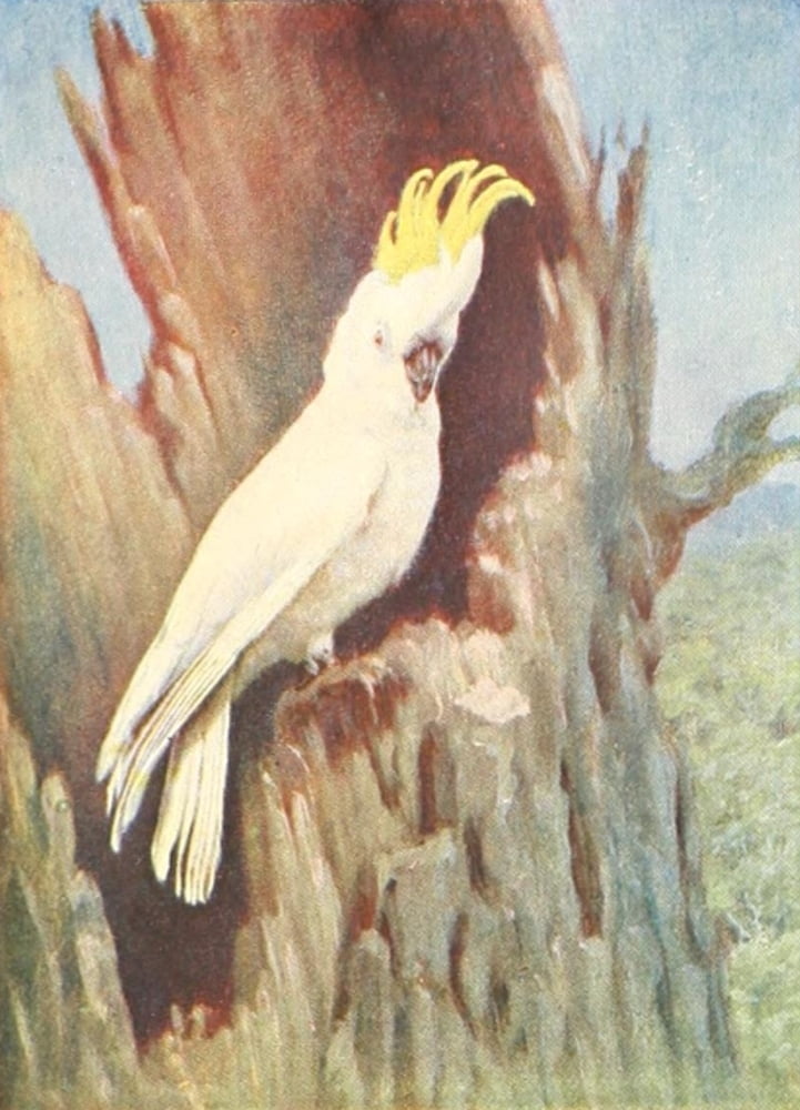 Birds of other Lands 1917 Australian Cockatoo Canvas Art - Unknown (18 x 24)
