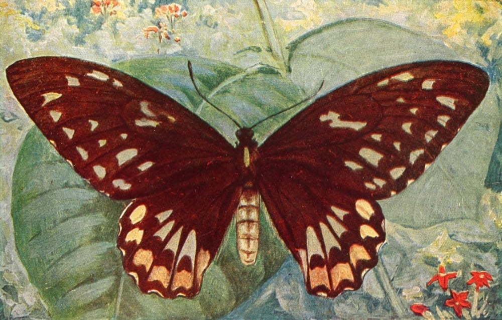 Birds of other Lands 1917 Croesus Bird-winged Butterfly female Canvas Art - Unknown (24 x 36)