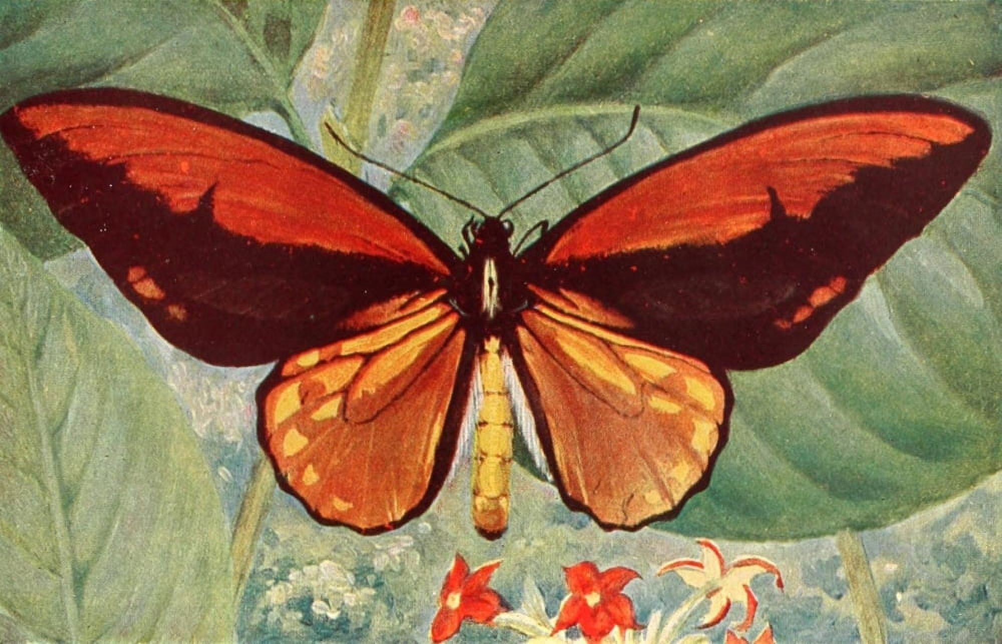 Birds of other Lands 1917 Croesus Bird-winged Butterfly male Canvas Art - Unknown (18 x 24)