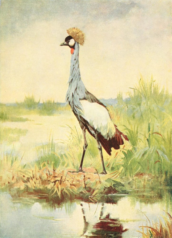 Birds of other Lands 1917 Crowned Crane Canvas Art - Unknown (24 x 36)