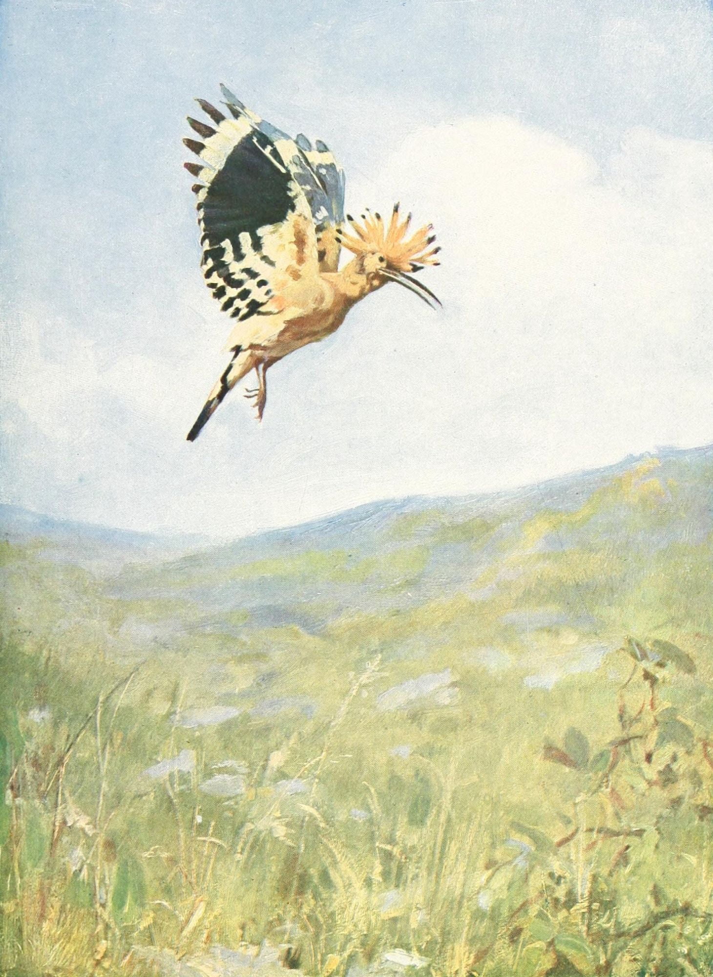 Birds of other Lands 1917 Hoopoe Flying Canvas Art - Unknown (24 x 36)