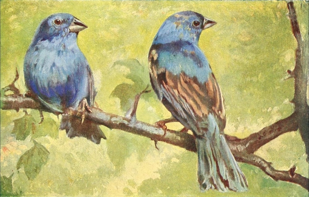Birds of other Lands 1917 Indigo Finches Canvas Art - Unknown (24 x 36)