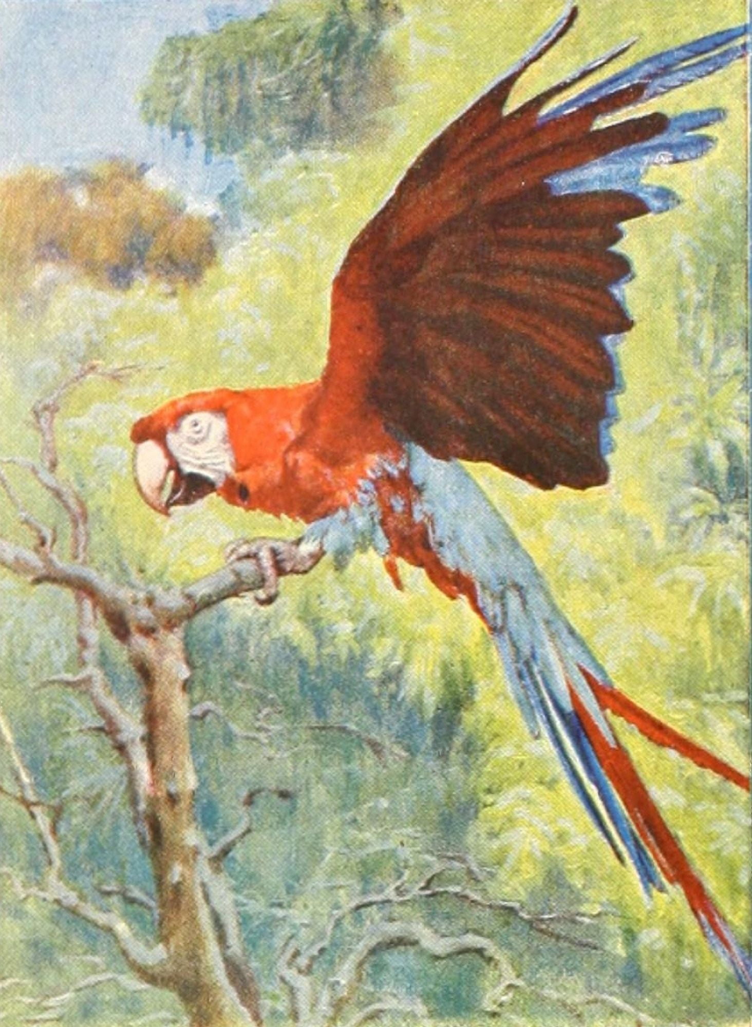 Birds of other Lands 1917 Macaw Canvas Art - Unknown (24 x 36)