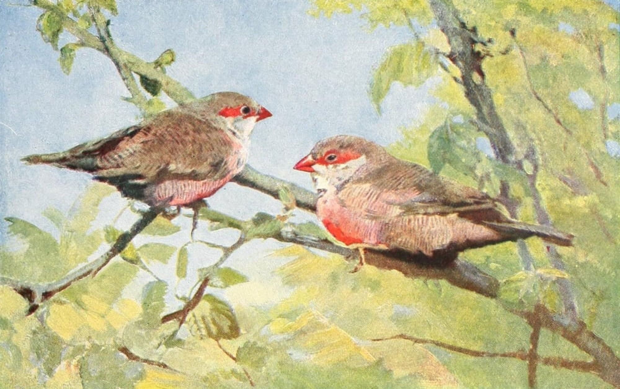 Birds of other Lands 1917 Waxbills Canvas Art - Unknown (24 x 36)