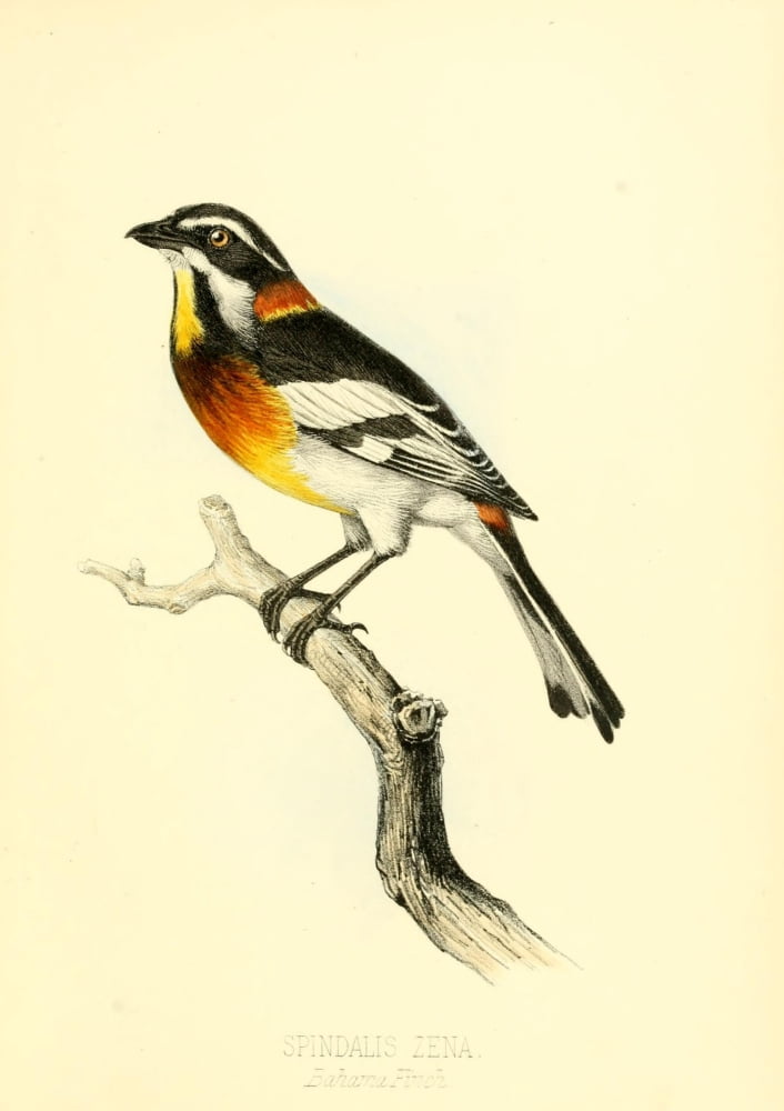 Birds of the Bahamas 1880 Bahama Finch Canvas Art - Unknown (24 x 36)