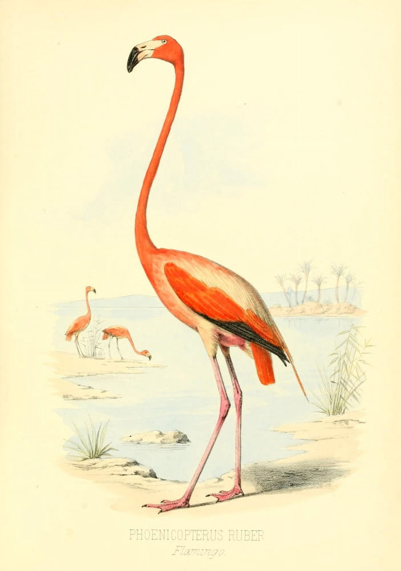 Birds of the Bahamas 1880 Flamingo Canvas Art - Unknown (24 x 36)