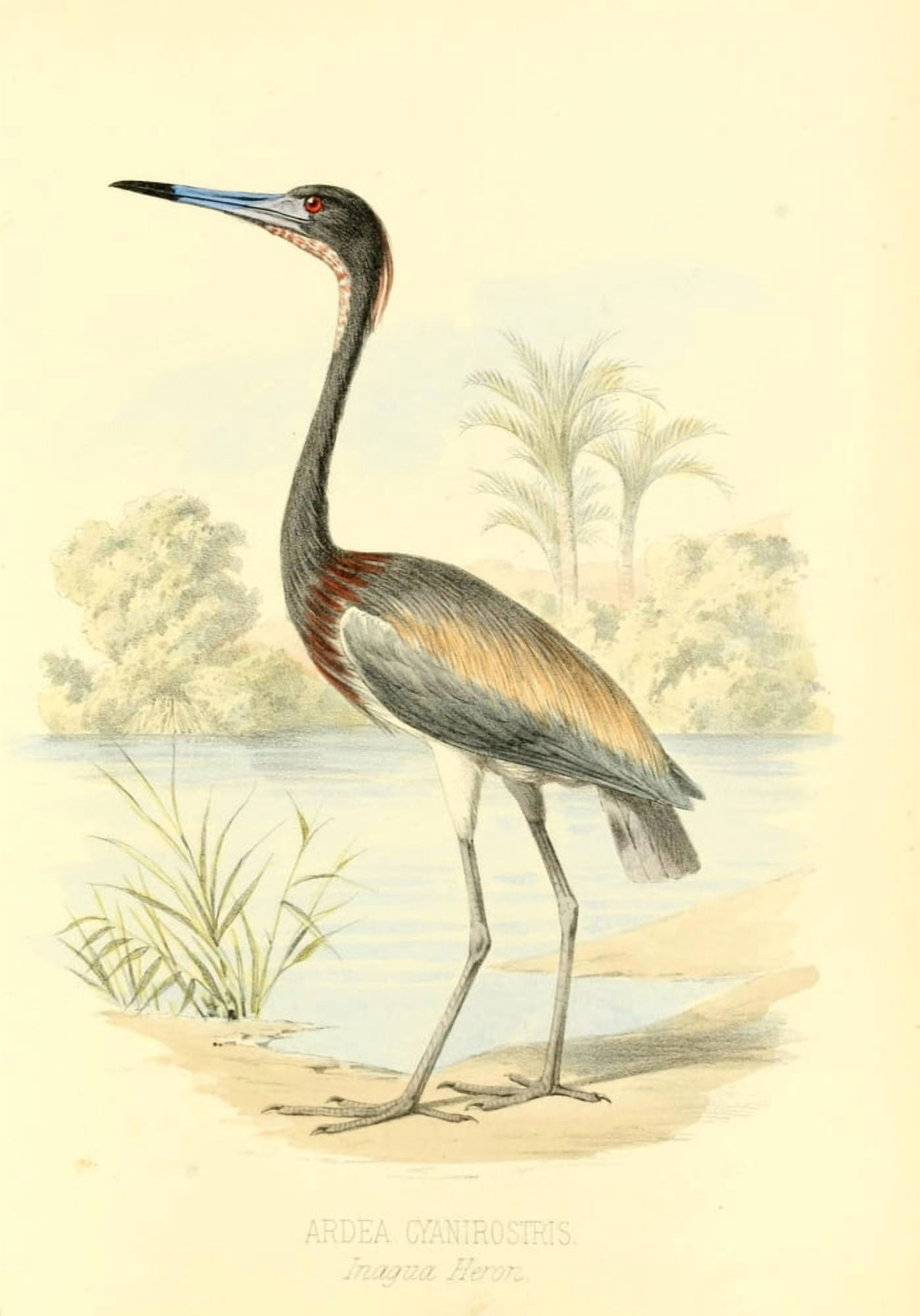Birds of the Bahamas 1880 Inagua Heron Canvas Art - Unknown (18 x 24)