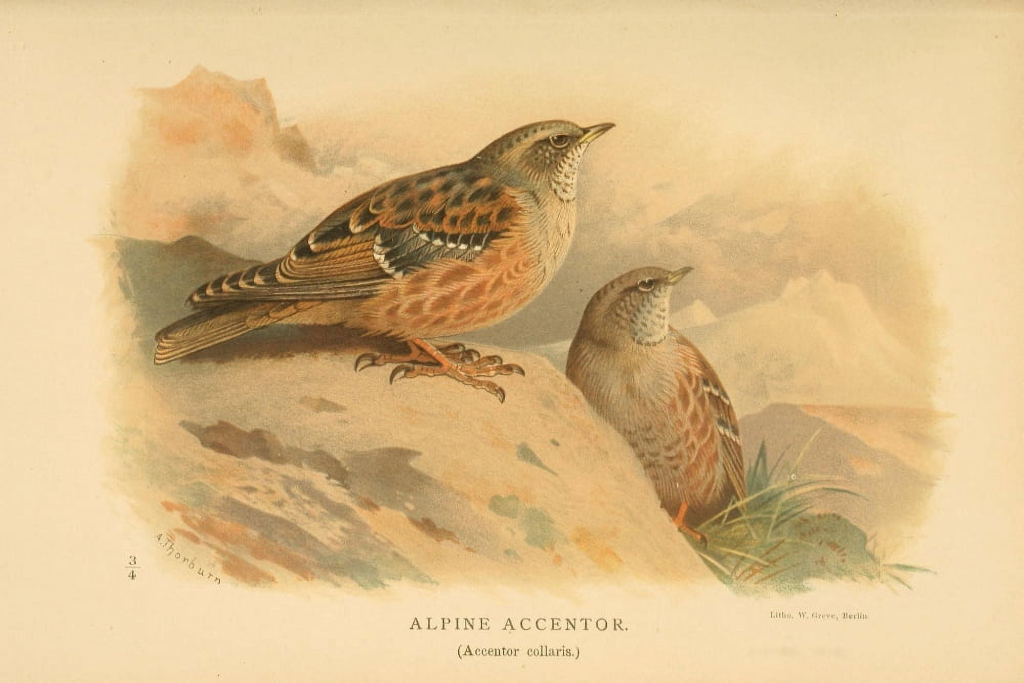 Birds of the British Islands 1885 Accentor Alpine Canvas Art - Archibald Thorburn (24 x 36)