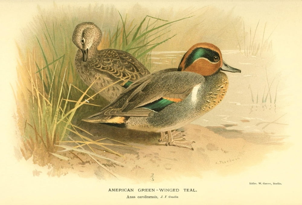 Birds of the British Islands 1885 American Green-winged Teal Canvas Art - A Thorburn (18 x 24)