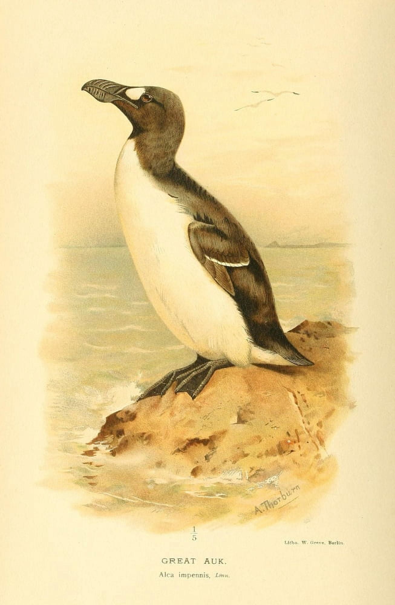 Birds of the British Islands 1885 Auk Great Canvas Art - Archibald Thorburn (18 x 24)